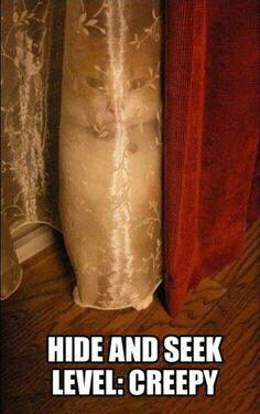 HIDE AAND SEEK CAT\